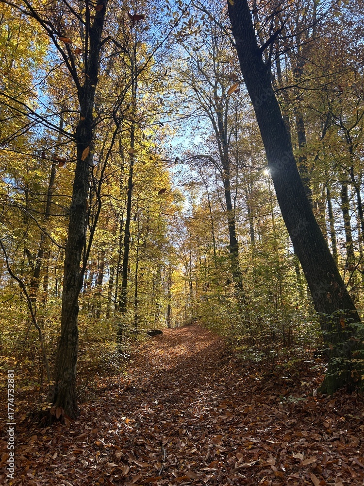 Obraz premium autumn in the forest 