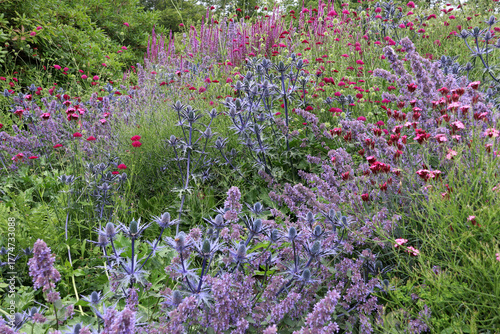 Flowerbed garden design idea in blue and dark red colors with the thistle-like flowering plant flat sea holly (Eryngium planum)
