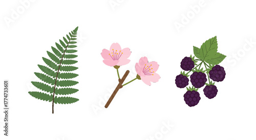 Fern Cherry Blossoms and Blackberries Illustration.