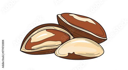 A colorful illustration depicting a group of Brazil nuts, some still in their shells and others shelled, on a white background.