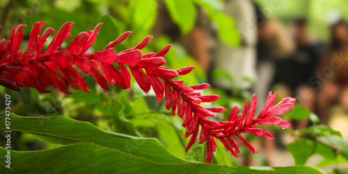 Red flower of Alpinea, Alpinia purpurata, from the Zingiberaceae family, called: red ginger, ostrich feather, or pink cone ginger.