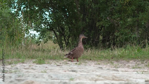 A female wild duck of the species Anas platyrhynchos struts across a sandy terrain, staring into the camera lens.