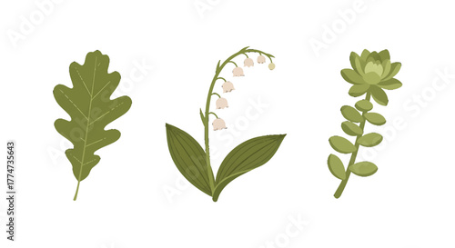 Stylized botanical illustration set featuring an oak leaf lily of the valley and a green succulent.