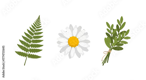 Stylized botanical illustration set featuring a green fern frond a white daisy and a tied herb bunch.