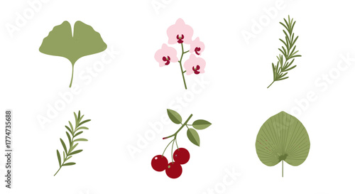 Vibrant botanical illustrations ginkgo leaf pink orchid flowers rosemary sprigs red cherries and a textured palm leaf.