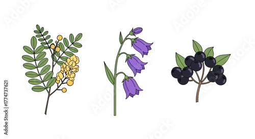 Vibrant botanical illustrations yellow clustered flowers purple bellflowers and dark berries with green leaves.