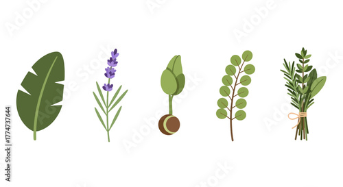 Vibrant flat design botanical illustrations tropical leaf lavender sprig sprouting seed eucalyptus branch and tied herb bundle.