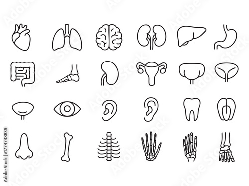Organs, anatomy flat line icons set. 