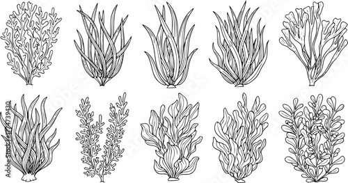 seaweed set hand drawn vector illustration in outline style silhouette isolated on white background
