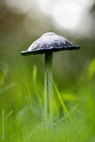 Ink Cap Mushroom on a Meadow