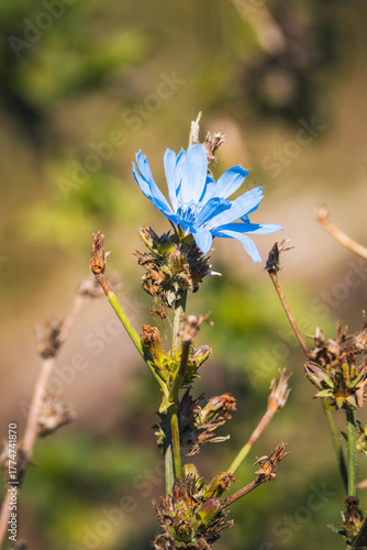 Close-up of a Cornflower