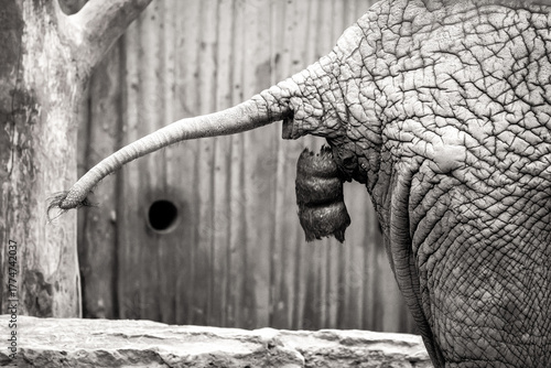 Elephant Rear Displaying Natural Behavior in Zoo