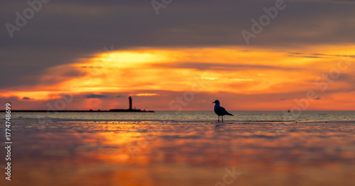 A beautiful summer sunset scenery of Baltic Sea beach with gulls. Birds in Latvia, Europe.