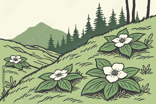 Bunchberry spreading across mossy ground in Denali National Park Alaska