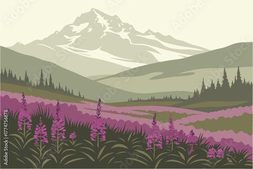 Meadow of fireweed with Mount Denali in the distance, Alaska.