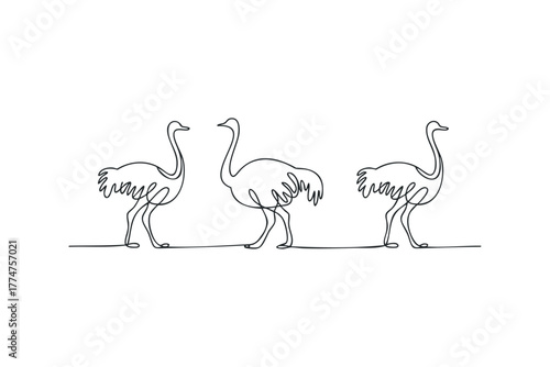 Three ostriches in continuous line drawing style