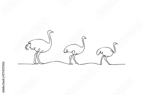 Three ostriches walking in single line form
