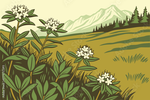 Labrador tea growing in wetlands of Denali National Park Alaska