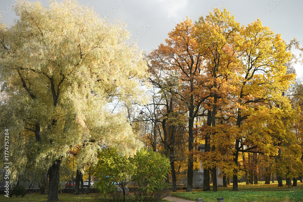 Naklejka premium Autumn yellow bright golden trees in the garden, forest, park.
