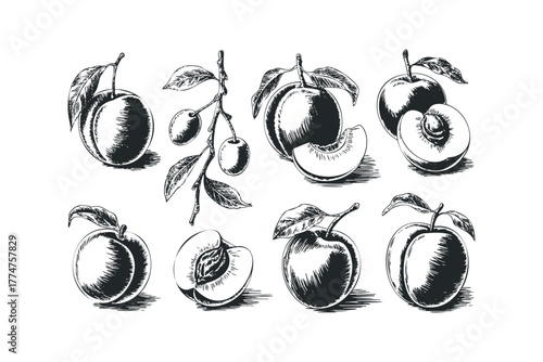 Sketch of various peaches and plums with leaves