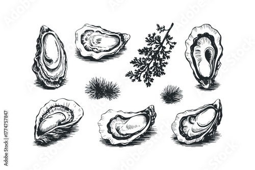 Hand Drawn Oyster Illustrations with Seaweed and Urchin