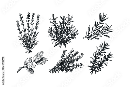 Black and White Sketch of Culinary Herbs