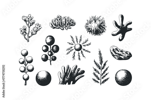 Collection of hand-drawn aquatic plant illustrations