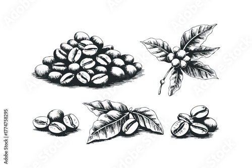 Collection of coffee beans and leaves sketch