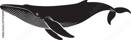 Elegant Baleen Whale Vector Illustration Isolated Design