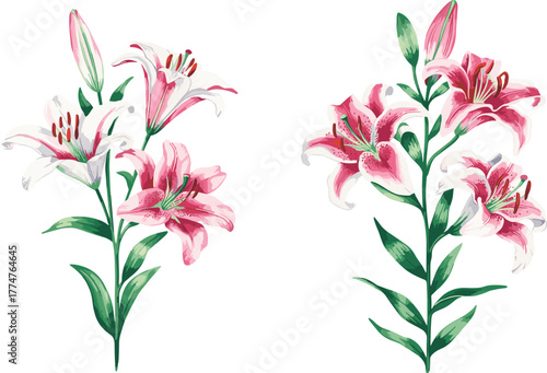 Beautiful watercolor illustration of pink and white lily flowers in bloom, elegant botanical floral artwork isolated on white background, nature plant design