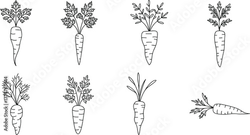 Detailed black and white hand drawn carrot illustrations, vintage botanical sketch, organic vegetable artwork, healthy food design,