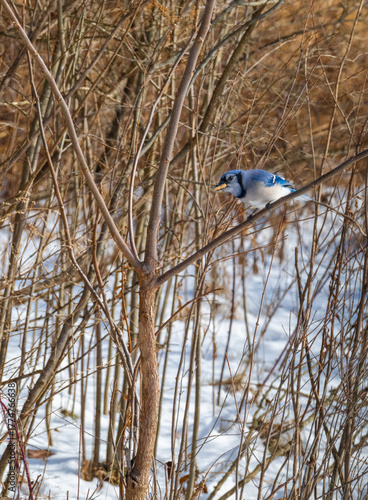 A vibrant Blue Jay (Cyanocitta cristata) perched among winter branches in a snowy woodland habitat. This intelligent North American songbird is known for its blue plumage, crest, loud calls, and adapt