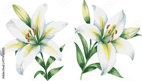 Elegant watercolor illustration of two blooming lily flowers with green and yellow hues, delicate petals, natural botanical artwork for design and decor