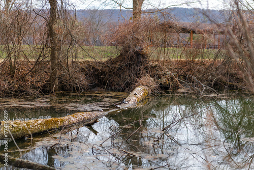 Fallen tree spanning a quiet woodland stream with reflections in calm water. This natural forest scene highlights riparian habitat, seasonal change, and peaceful rural landscape in early spring.