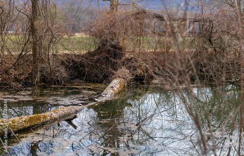 Fallen tree spanning a quiet woodland stream with reflections in calm water. This natural forest scene highlights riparian habitat, seasonal change, and peaceful rural landscape in early spring.