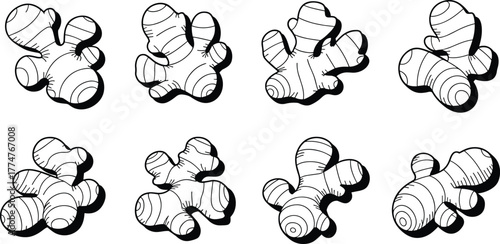 Hand drawn black and white illustration set of ginger root, botanical herbal spice sketch, organic food ingredient collection,