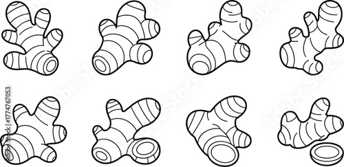 Hand drawn black and white illustration set of ginger root, botanical herbal spice sketch, organic food ingredient collection,