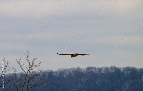 An adult Bald Eagle (Haliaeetus leucocephalus) glides majestically through a vibrant blue sky, displaying its full wingspan and iconic white head and tail feathers.