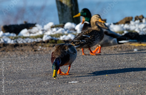 Male and female mallards foraging near a waterfront. The drake’s green head contrasts with the brown female as they feed on pavement beside a winter shoreline. Natural wildlife scene.
