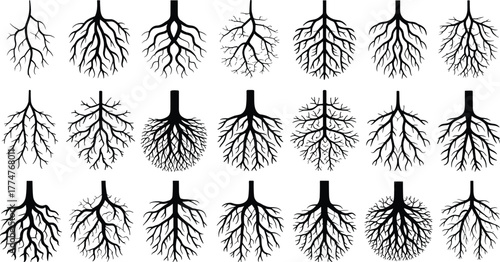 Set of diverse tree root system illustrations, botanical underground plant structures, nature growth patterns, ecosystem design