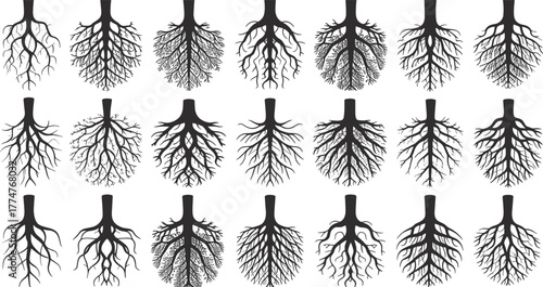 Set of diverse tree root system illustrations, botanical underground plant structures, nature growth patterns, ecosystem design