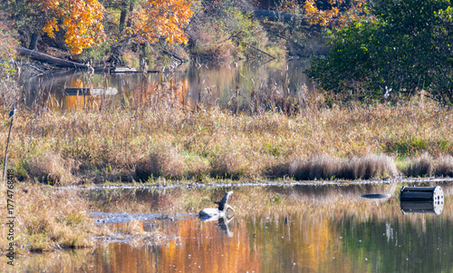 Canada goose (Branta canadensis) swimming on a calm pond bordered by autumn grasses and foliage. Peaceful wildlife scene showing a common North American waterfowl in a natural fall setting.