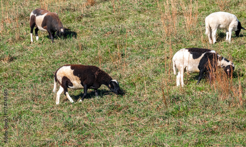 Sheep grazing in green grass field