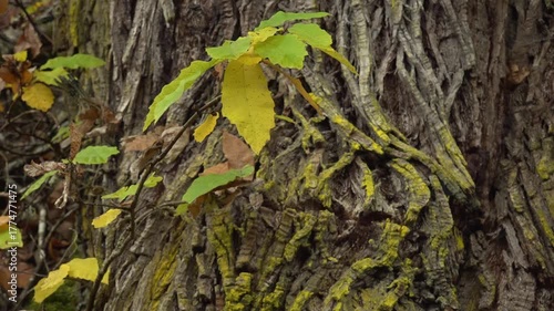 Old chestnut tree showing its rough bark among the yellow autumn leaves -1885