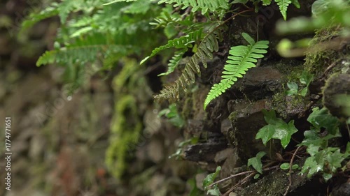 Fern tuft (Polypodium) retaining its green color in the damp depths of the forest -1888