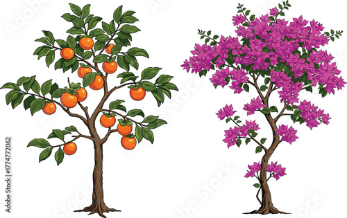 Fruit tree with orange fruits and green leaves, flowering tree with purple blossoms, seasonal contrast, botanical diversity, nature illustration design