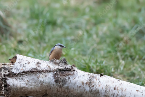 The common nuthatch (Sitta europaea) is a species of small, sedentary bird in the nuthatch family (Sittidae).
