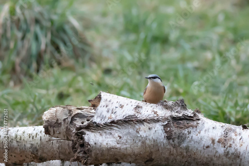 The common nuthatch (Sitta europaea) is a species of small, sedentary bird in the nuthatch family (Sittidae).