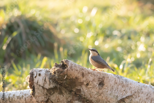 The common nuthatch (Sitta europaea) is a species of small, sedentary bird in the nuthatch family (Sittidae).