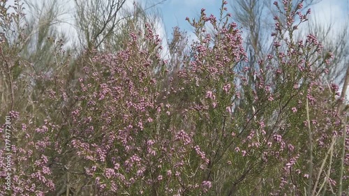 Slow motion D-Log shot of white heather swaying in the wind against the sky - 1837
